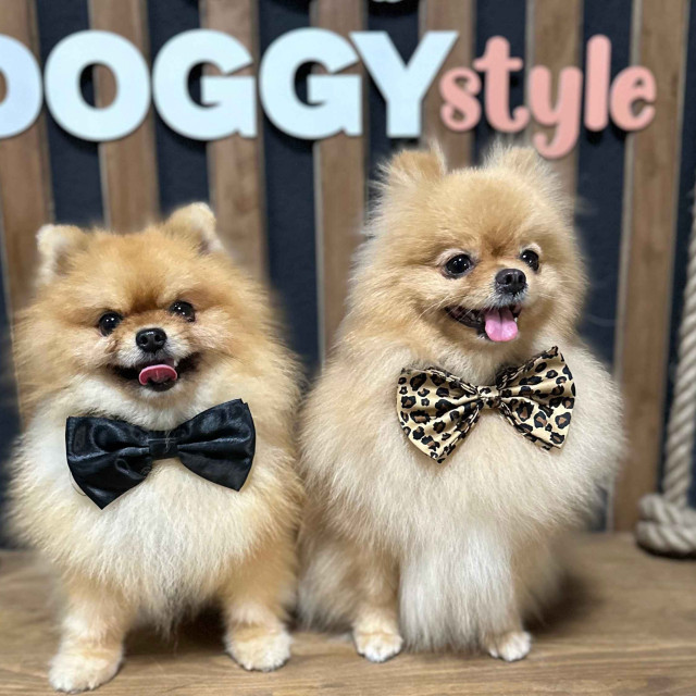 Pomeranians at Doggy Style Grooming